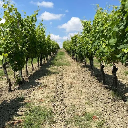 Chiara Piemonte * San Salvatore Monferrato