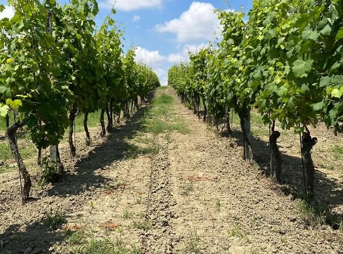 Chiara Piemonte * San Salvatore Monferrato